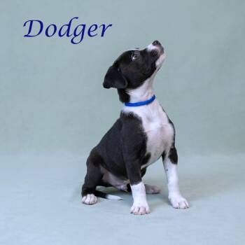 Labrador Retriever Dogs Available for Adoption in Lebanon, Tennessee - Dodger D26-097 | PetCurious