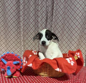 CAMILLA -  Foxhound and Australian Cattle Dog Blue Heeler Dog Available for Adoption in Opelousas, Louisiana - CAMILLA | PetCurious