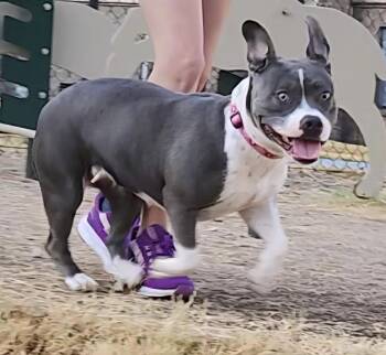 Willow -  Pit Bull Terrier Dog for Adoption in Dallas, Texas - Willow | PetCurious