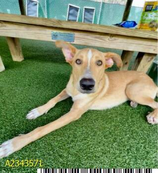 FERGUS -  Mixed Breed Dog for Adoption in West Palm Beach, Florida - FERGUS | PetCurious