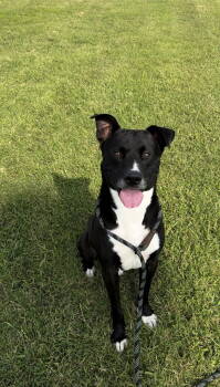 Rescue Pit Bull Terrier and Labrador Retriever Dogs for Adoption in Pryor, Oklahoma - CHANCE | PetCurious