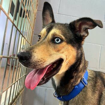 Rescue Alaskan Malamute and Retriever Dogs for Adoption in Kyle, Texas - STORMIE | PetCurious