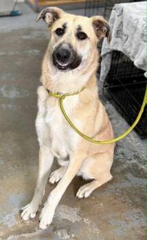 Jolie -  Anatolian Shepherd and Labrador Retriever Dog for Adoption in Charlotte, North Carolina - Jolie | PetCurious