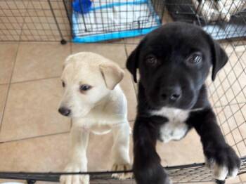 Labrador Retriever Dogs Available for Adoption - Nick | PetCurious