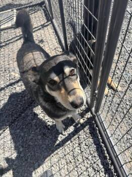 Rescue Husky Dogs for Adoption in Prineville, Oregon - Alaska | PetCurious