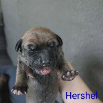 Hershel -  Mixed Breed Dog for Adoption in Melbourne, Kentucky - Hershel | PetCurious