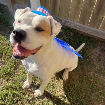 Rescue American Bulldog Dogs for Adoption in Willis, Texas - Cowboy | PetCurious