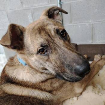 Kevin -  Shepherd and Labrador Retriever Dog for Adoption in Potomac, Maryland - Kevin | PetCurious