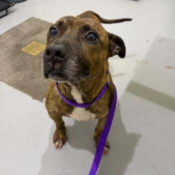 Hiccup -  Pit Bull Terrier and Mixed Breed Dog for Adoption in Binghamton, New York - Hiccup | PetCurious