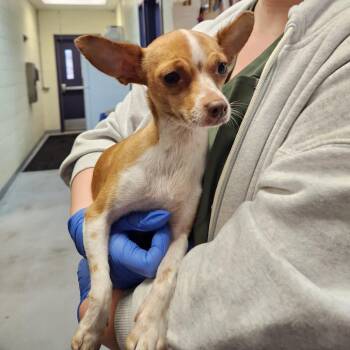 Chihuahua Dogs Available for Adoption in Charlottesville, Virginia - Spring Jubilee | PetCurious