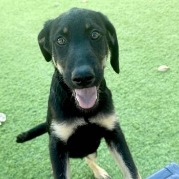 German Shepherd Dog and Labrador Retriever Dogs Available for Adoption in Lakewood Ranch, Florida - Bimini | PetCurious
