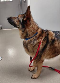 German Shepherd Dog Dogs Available for Adoption - Camo | PetCurious
