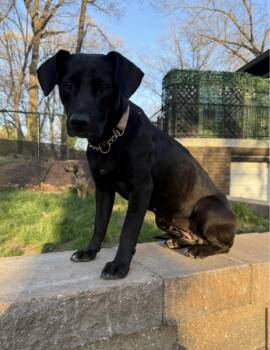 Mixed Breed Dogs Available for Adoption in Swansea, Illinois - Bella | PetCurious