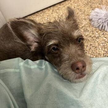Prudence -  Miniature Schnauzer and Mixed Breed Dog for Adoption in Tempe, Arizona - Prudence | PetCurious