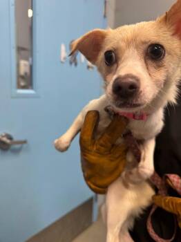 Trixie -  Terrier and Pomeranian Dog for Adoption in Bloomington, Indiana - Trixie | PetCurious