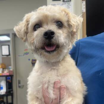 Della -  Shih Tzu and Mixed Breed Dog for Adoption in Council Bluffs, Iowa - Della | PetCurious