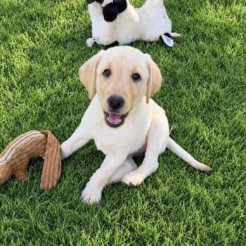 Huckleberry Finn Pup - Suzanne -  Labrador Retriever Dog for Adoption in San Diego, California - Huckleberry Finn Pup - Suzanne | PetCurious