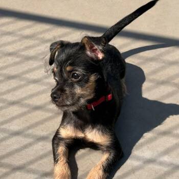 Fred -  Chihuahua and Terrier Dog for Adoption in West Richland, Washington - Fred | PetCurious