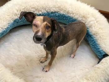 WONDER -  German Shepherd Dog and Mixed Breed Dog for Adoption in Fort Lauderdale, Florida - WONDER | PetCurious