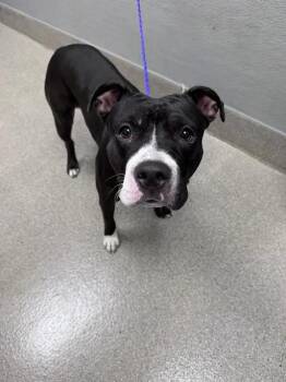 NIGHT DREAMER -  Pit Bull Terrier Dog for Adoption in Las Vegas, Nevada - NIGHT DREAMER | PetCurious