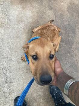 Mixed Breed Dogs Available for Adoption in Dallas, Texas - BOSSIE | PetCurious