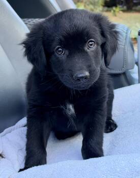 Thunder -  Mixed Breed Dog for Adoption in Mount Pleasant, South Carolina - Thunder | PetCurious