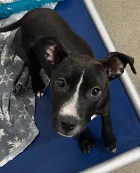 Mixed Breed Dogs Available for Adoption - Sissy 4 Months Female AVA 4/15 | PetCurious