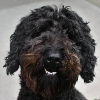Jack-O-Lantern -  Standard Poodle Dog for Adoption in Ottawa, Kansas - Jack-O-Lantern | PetCurious