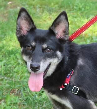 Blossom -  Husky and Shepherd Dog for Adoption in Harrison, New York - Blossom | PetCurious