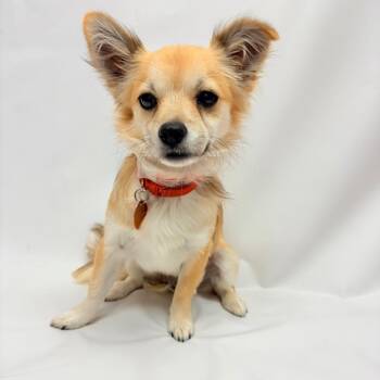 719 (2026) Ricky -  Chihuahua and Mixed Breed Dog for Adoption in Parker, Colorado - 719 (2026) Ricky | PetCurious