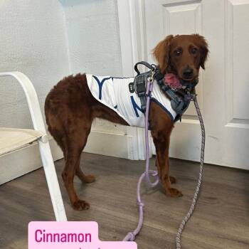 Cinnamon -  Irish Setter Dog for Adoption in Tampa, Florida - Cinnamon | PetCurious