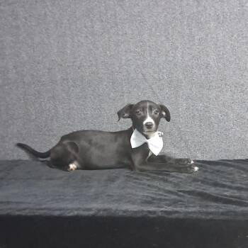 Mindy -  Mixed Breed Dog for Adoption in Medfield, Massachusetts - Mindy | PetCurious