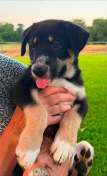 Bass -  German Shepherd Dog and Labrador Retriever Dog for Adoption in New Baltimore, Michigan - Bass | PetCurious