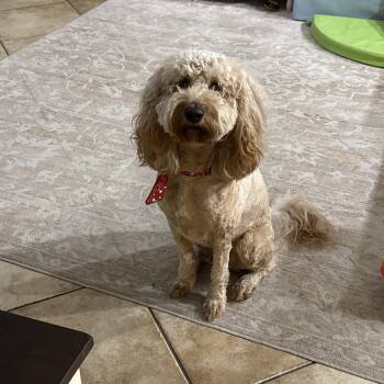 Goldendoodle and Cavalier King Charles Spaniel Dogs Available for Adoption - Queso - TRAINED DOG  | PetCurious