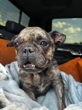 Jolene - TX -  Pug and French Bulldog Dog for Adoption in Bryan, Texas - Jolene - TX | PetCurious