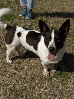 Mixed Breed Dogs Available for Adoption - SKIPPY- Interactive! | PetCurious