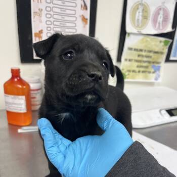 Rescue Labrador Retriever and Pit Bull Terrier Dogs for Adoption in Parrish, Alabama - Morty | PetCurious