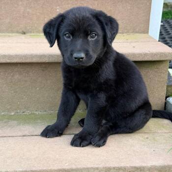 Black Labrador Retriever and Mixed Breed Dogs Available for Adoption - Glover - Artemis II | PetCurious