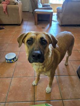 Black Mouth Cur Dogs Available for Adoption in Tombstone, Arizona - Shotgun | PetCurious