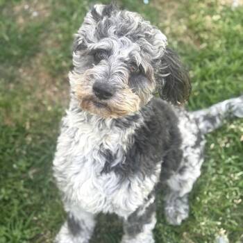 Australian Shepherd and Poodle Dogs Available for Adoption in New Orleans, Louisiana - Clara (Benefactor Dog) | PetCurious