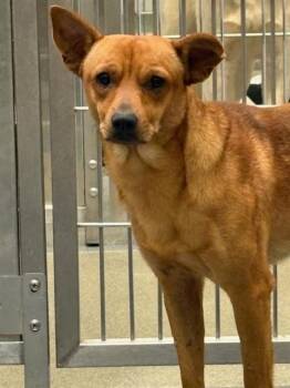 Rescue Mixed Breed Dogs for Adoption in Dallas, Texas - BEAR | PetCurious