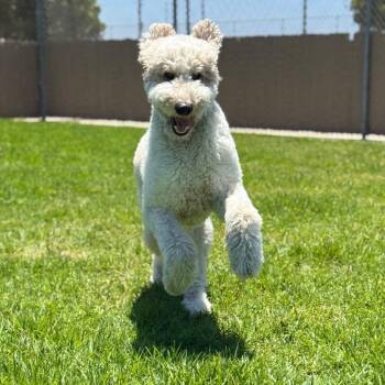 Murphy -  Standard Poodle and Yellow Labrador Retriever Dog for Adoption in Goleta, California - Murphy | PetCurious