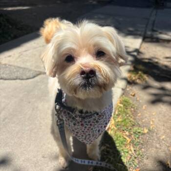 Noah -  Havanese Dog for Adoption in Los Angeles, California - Noah | PetCurious