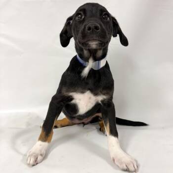 926 (2026) Frito -  Cattle Dog and Mixed Breed Dog for Adoption in Parker, Colorado - 926 (2026) Frito | PetCurious