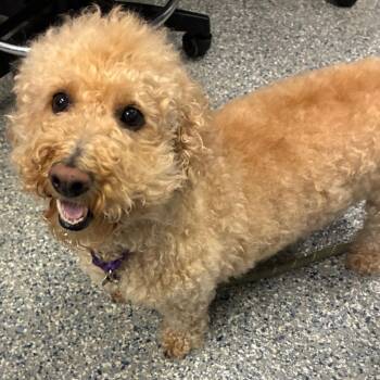 Sophie Turner -  Mixed Breed Dog for Adoption in Dearborn, Michigan - Sophie Turner | PetCurious