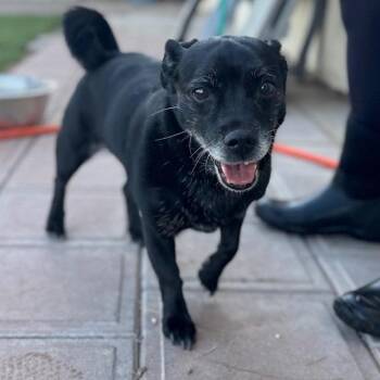 DORA -  Chihuahua and Mixed Breed Dog for Adoption in Bullhead City, Arizona - DORA | PetCurious
