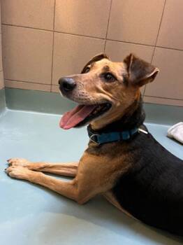 Rescue Labrador Retriever and Mixed Breed Dogs for Adoption in Knoxville, Tennessee - Bubba | PetCurious