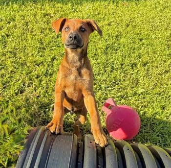 Pupper -  Hound and Shepherd Dog for Adoption in Homestead, Florida - Pupper | PetCurious