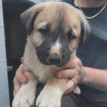 Mixed Breed Dogs Available for Adoption - 01/23/26-Stray-SchimekDrive_3 | PetCurious