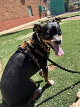 Chihuahua Dogs Available for Adoption in Missouri City, Texas - Clarkson WA10741-T | PetCurious